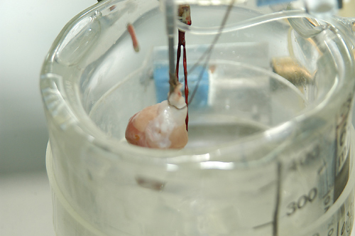 Использование в эксперименте изолированного работающего сердца теплокровного животного
