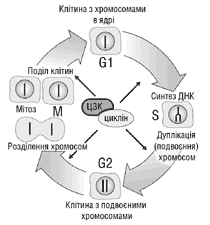 p_311_40_151001_Nobel.gif (7733 bytes)