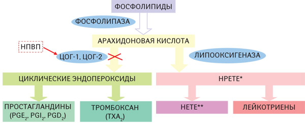 Схема метаболизма арахидоновой кислоты и&nbsp;ее роль в&nbsp;развитии воспаления