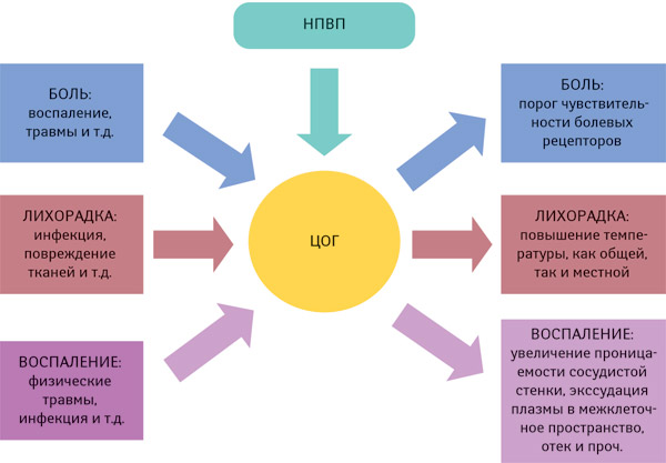 Схема метаболизма арахидоновой кислоты и&nbsp;ее роль в&nbsp;развитии воспаления