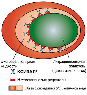 Рис. 2. Благодаря своей способности накапливаться во внеклеточной (экстрацеллюлярной) жидкости Ксизал® (левоцетиризин) превосходит остальные антигистаминные препараты по способности оккупировать H<SUB>1</SUB>-гистаминовые рецепторы®