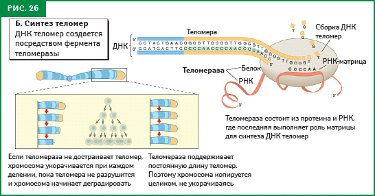 рис. 2б