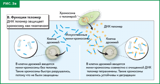 рис. 2в