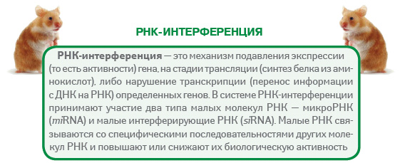 РНК-интерференция