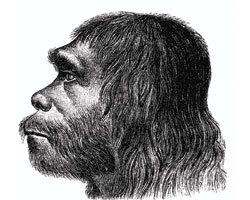 В геноме человека содержится 1–4% генов неандертальца | Щотижневик АПТЕКА