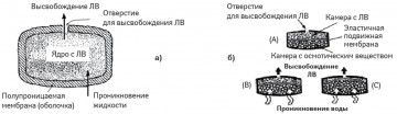 Схема строения пероральной осмотической системы (а) и системы с дополнительной эластической перегородкой (б)