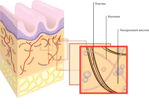  Старение кожи: снижается синтез коллагена и эластина, разрушаются коллагеновые волокна, замедляется регенерация эпидермиса, ухудшается кровоснабжение кожи