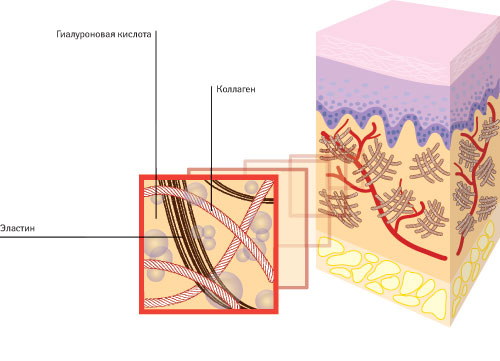  Мезоцеллс™: помогает в сохранении и образовании нового коллагена, возвращает коже эластичность, вследствие чего она выглядит молодой и здоровой