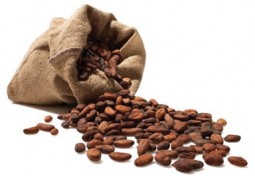 Cacao