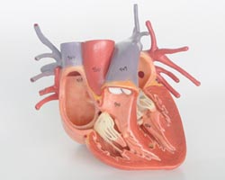 Кальцификация артерий и развитие сердечно-сосудистых заболеваний — изучена взаимосвязь