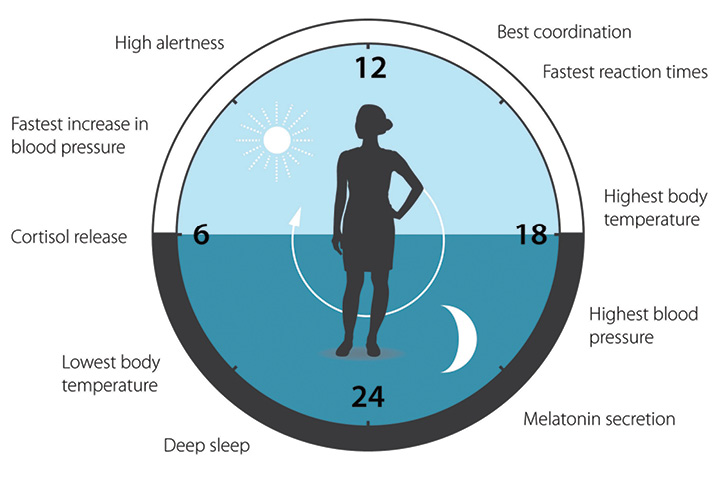  «Биологические часы» приспосабливают физиологию человека ко времени суток.