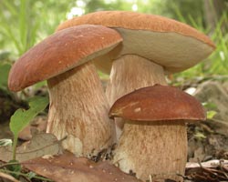 В чем польза грибов?