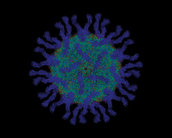 Вирус — «троянский конь» иммунной системы?