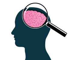 Большой мозг и высокий IQ: есть ли связь?