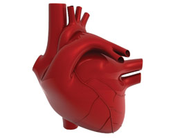 7 простых правил для предупреждения развития сердечно-сосудистых заболеваний