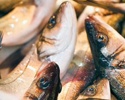 К чему может привести чрезмерное употребление рыбы во время беременности?