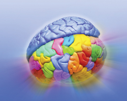 Ученые выяснили, какая особенность мозга важна для его эффективной работы