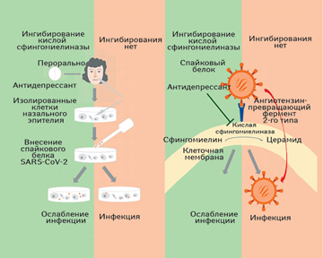 Ремдесивир хорошо сочетается с двумя известными препаратами